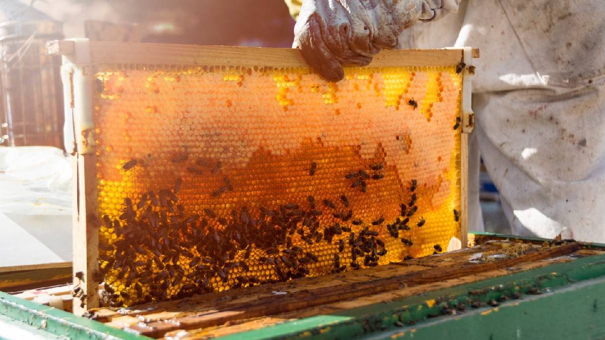 Türkiye’de arıcılık: Kovan sayısı yüksek, verim düşük