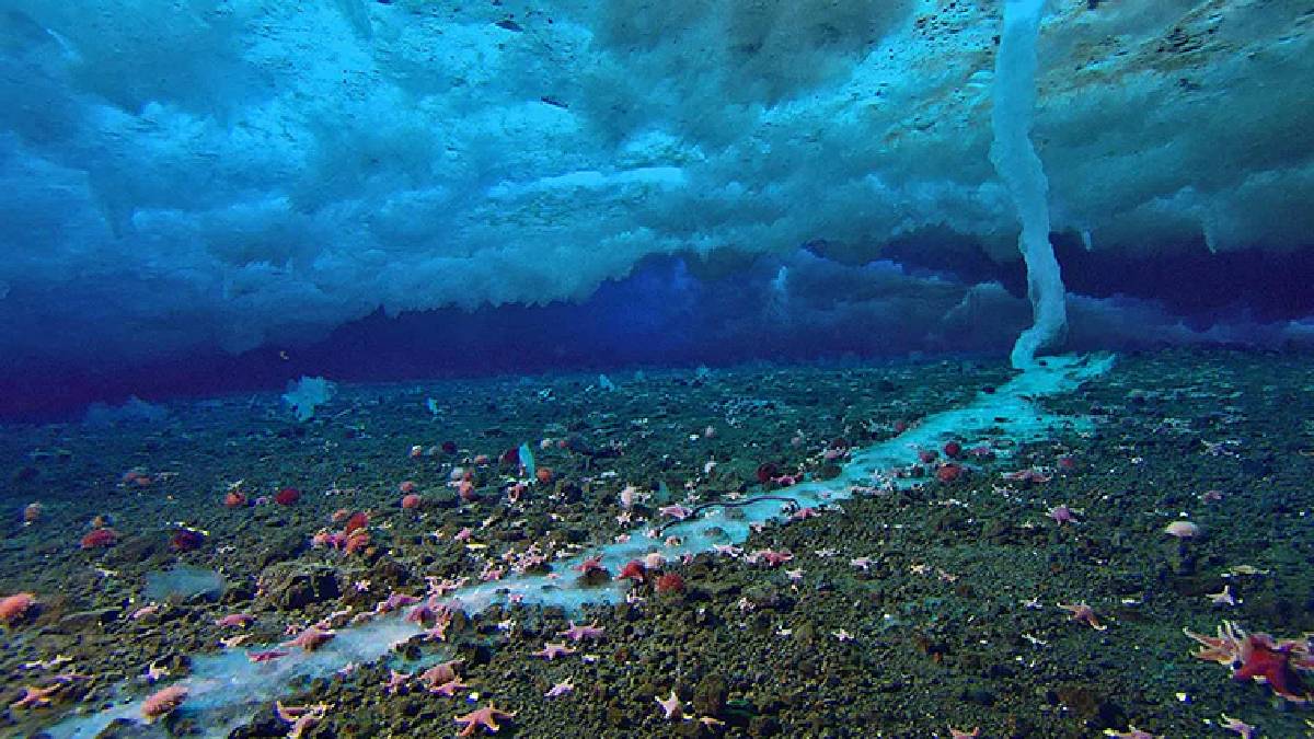 Okyanusun derinliklerindeki sinsi tehlike: "Ölüm Parmağı" ilk kez görüntülendi!