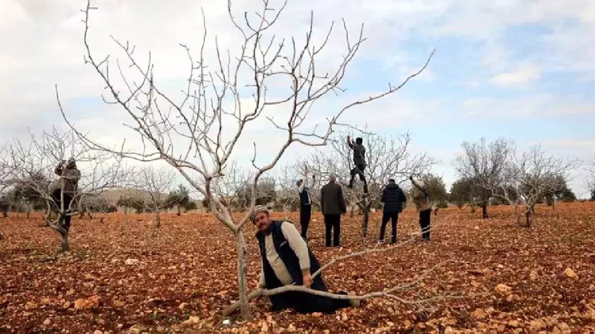 Toprak suya doydu hasada az kaldı: 120 bin ton rekolte bekleniyor