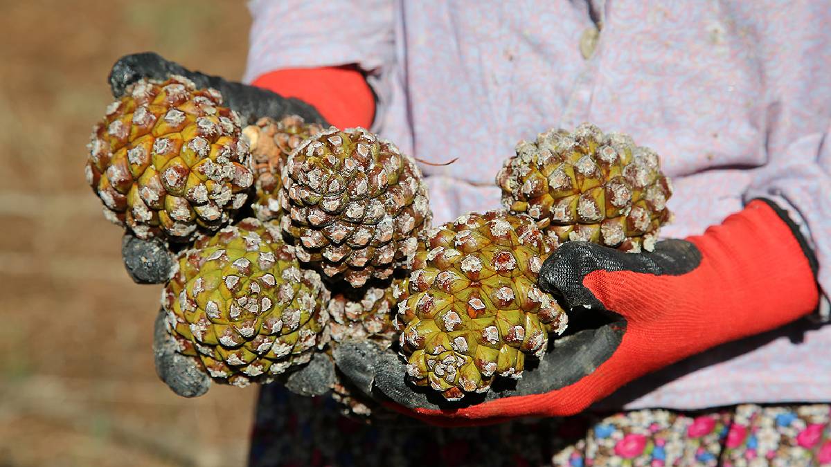 Cam gibi sert ama içinde altın saklıyor: Ormanların gizli hazinesi çam fıstığı