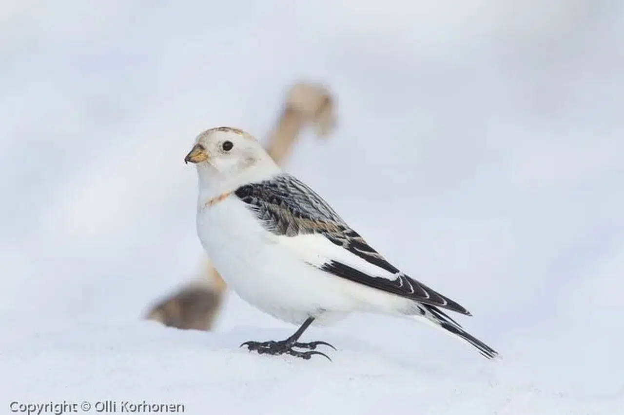 Kar Kirazı gerçek mi, gerçekte var mı? Sosyal medyayı sallayan kar kiraz kuşunun sırrı