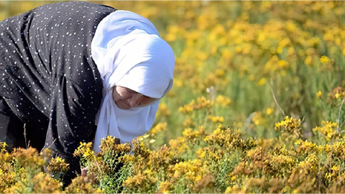 Yol kenarlarındaki ‘Sarı altın’: Kilosu 1.250, litresi 1.200 TL