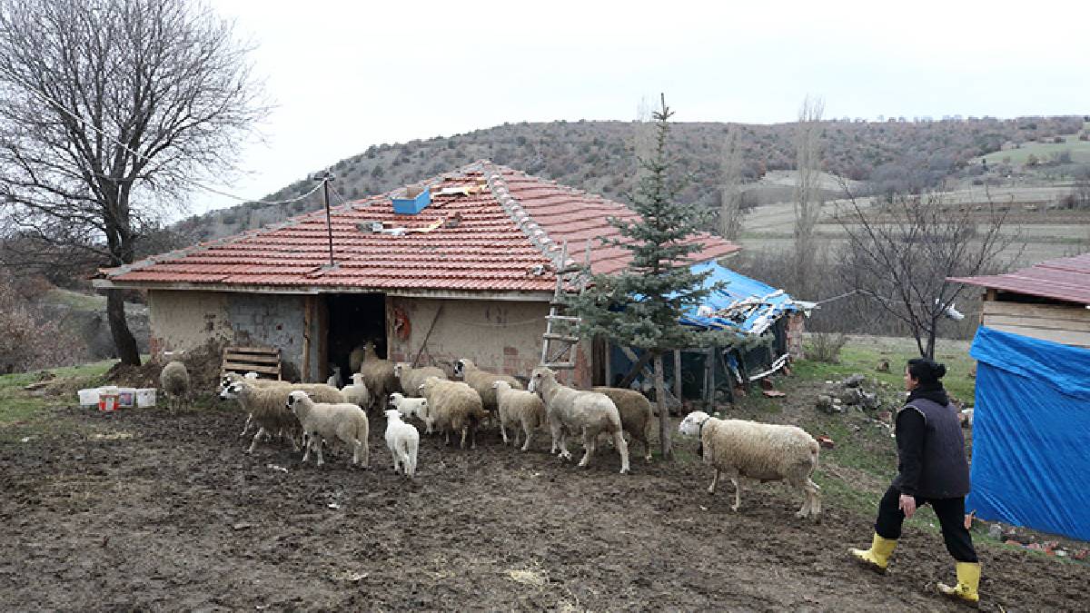 Şehirden sıkıldı köye kaçtı: 85 hayvanıyla ekonomiye katkı sağlıyor