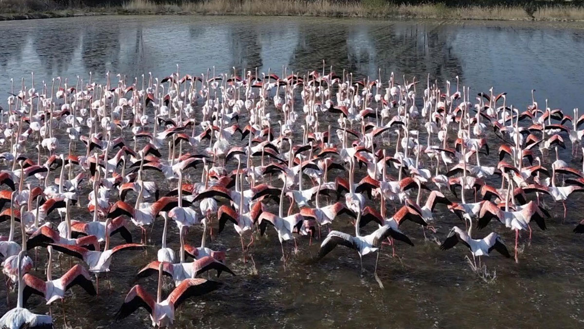 Büyük Menderes taştı, tarlalar flamingolarla doldu