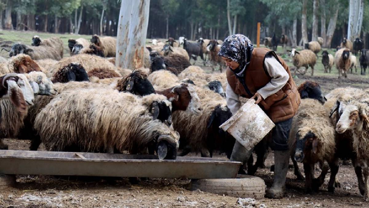 Hayvanları depremde öldü, devlet destek verdi: Sayılarını 3 yılda 2 kat artırdı