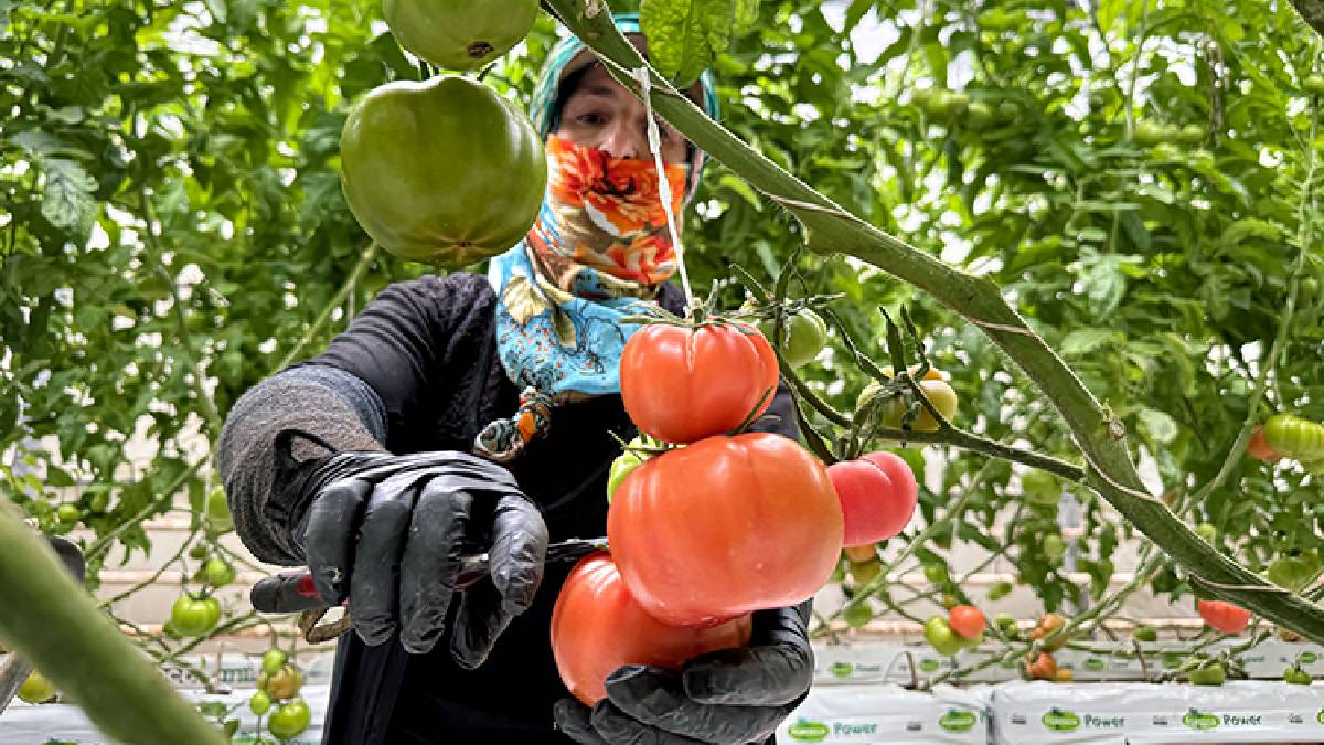Güneş enerjisi destekli topraksız üretim: Yılda 600 tonu buluyor