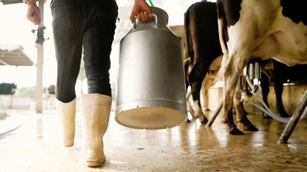 Çiğ süt üretim maliyeti şubatta 27,64 TL’ye çıktı