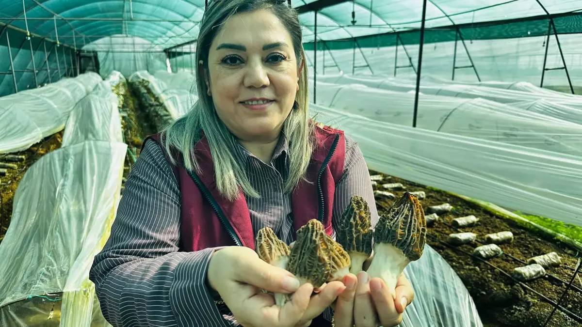 Doğada nadir bulunuyor, 5 yıldır çalışmalar yapılıyor! İlk ürünler toplandı, kilosu 5 bin TL’ye satılıyor