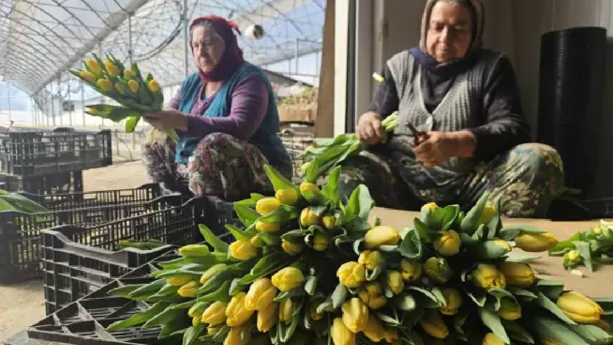 Türkiye’de tek! 2 özel gün için suda üretiliyor: Yıllık üretim 500.000’i buluyor