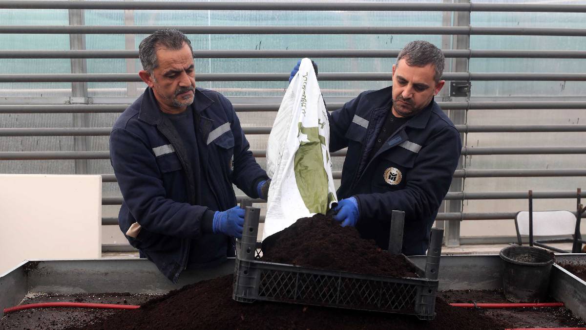 Yenimahalle Belediyesinden çevreci çiçek üretim modeli