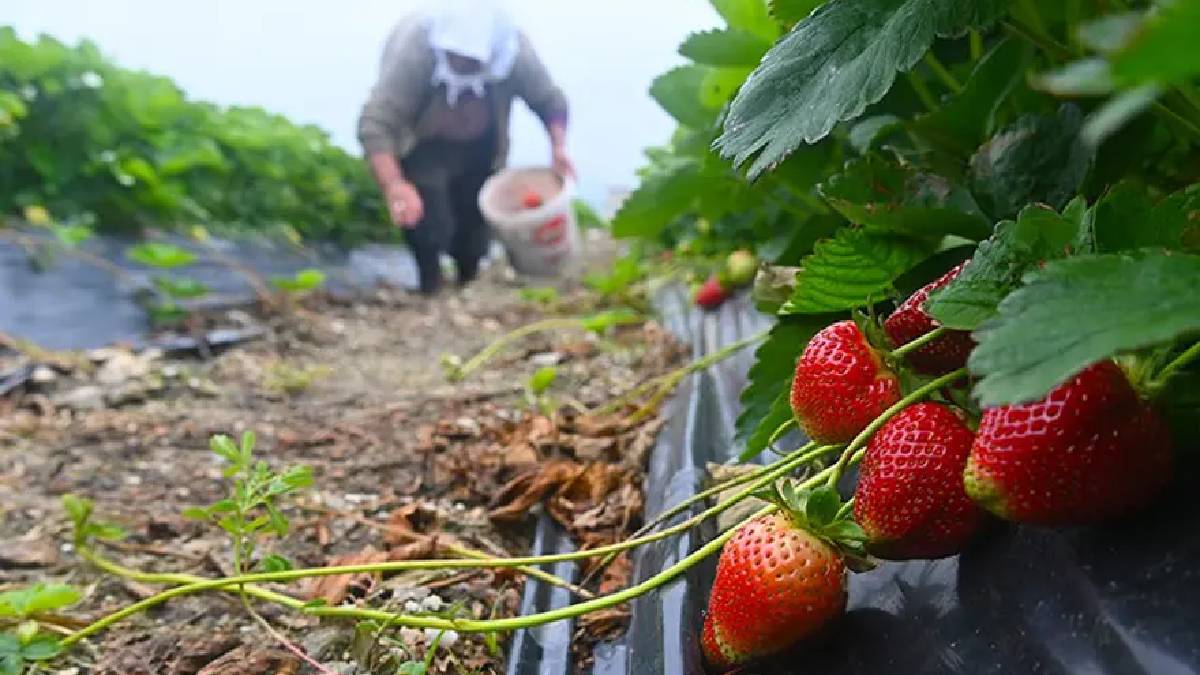 4 mevsim hasat ediliyor: Kilosu 200 TL’den üreticinin cebi para görüyor!