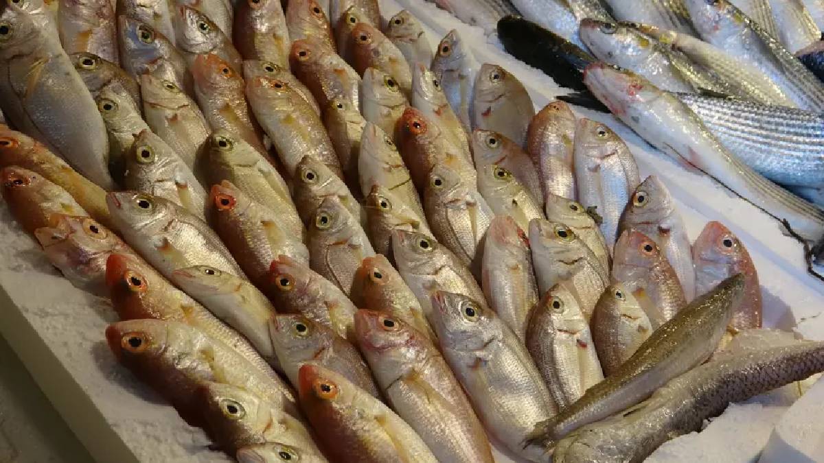 Durgunluk bitti hareketlilik başladı: Kilosu 100 TL’den Ramazan ayının en çok tüketilen balığı oldu