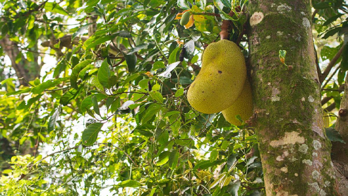 Açlık sorununa doğal çözüm: Tropikal iklimlerin mucizesi ekmek ağacı