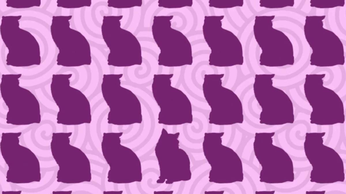 Gözlerinize ne kadar güveniyorsunuz? Sadece dahiler bu kediyi 6 saniyede seçebiliyor!