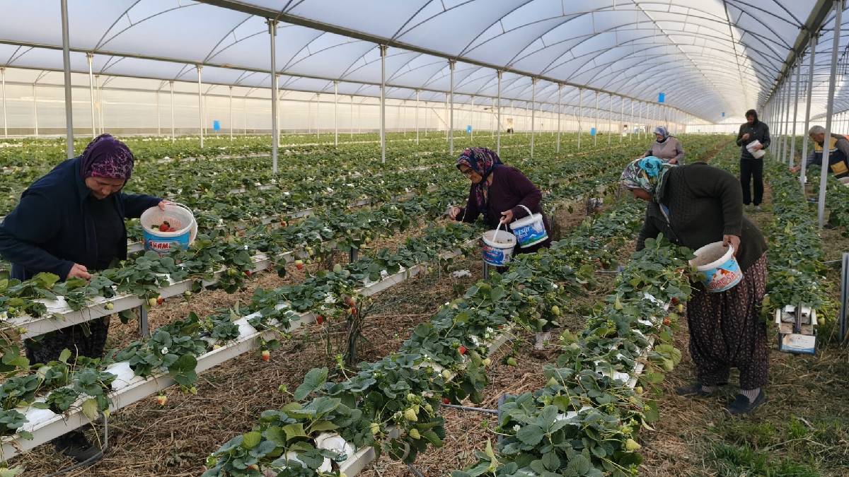 Tek bir bölgede 50.000 ton üretiliyor: Bu sezon kilosu 160 TL’den satışta