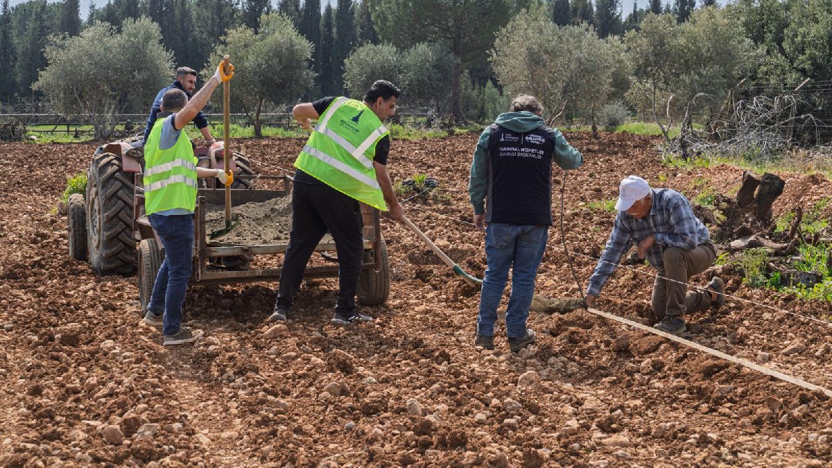 Kesilen cevizlerin yerine umut filizlendi: Büyükşehir, 70 yaşındaki çiftçi Ahmet Kahya’nın  bahçesini yeniden ağaçlandırdı