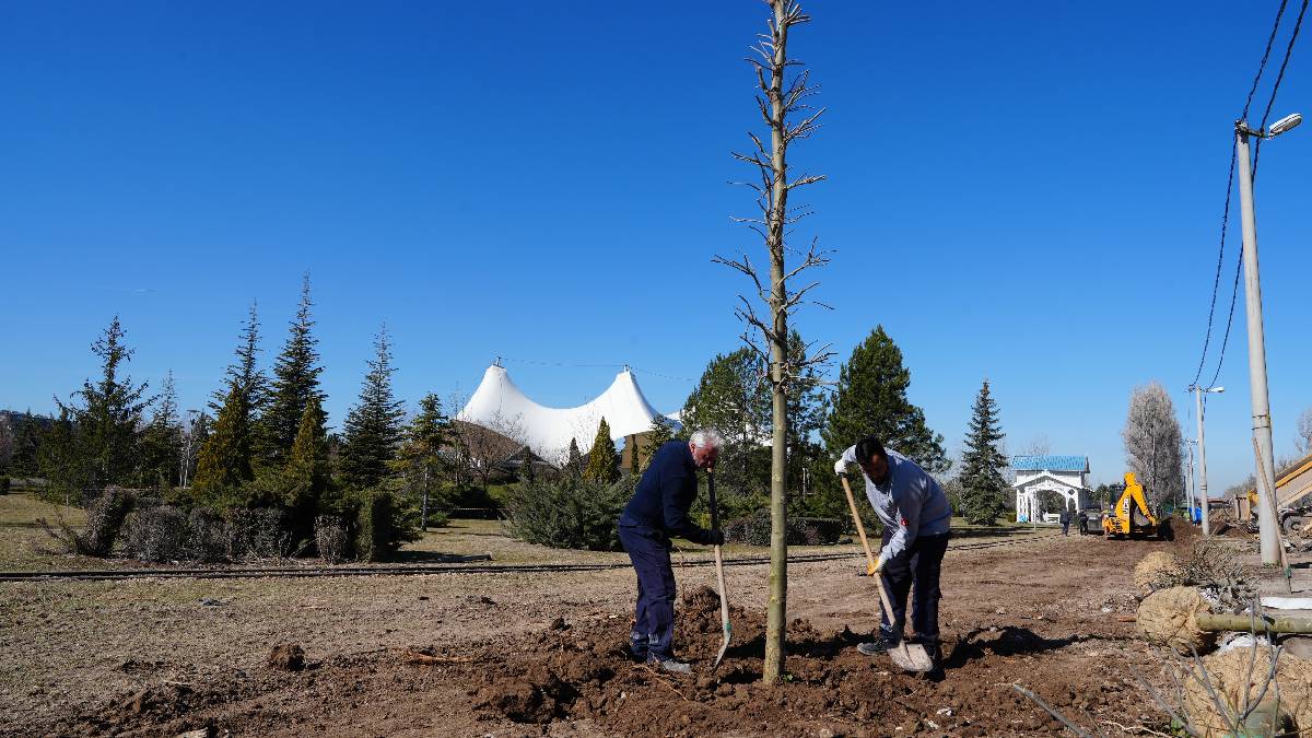 Sazova’da çınarlar toprakla buluşuyor