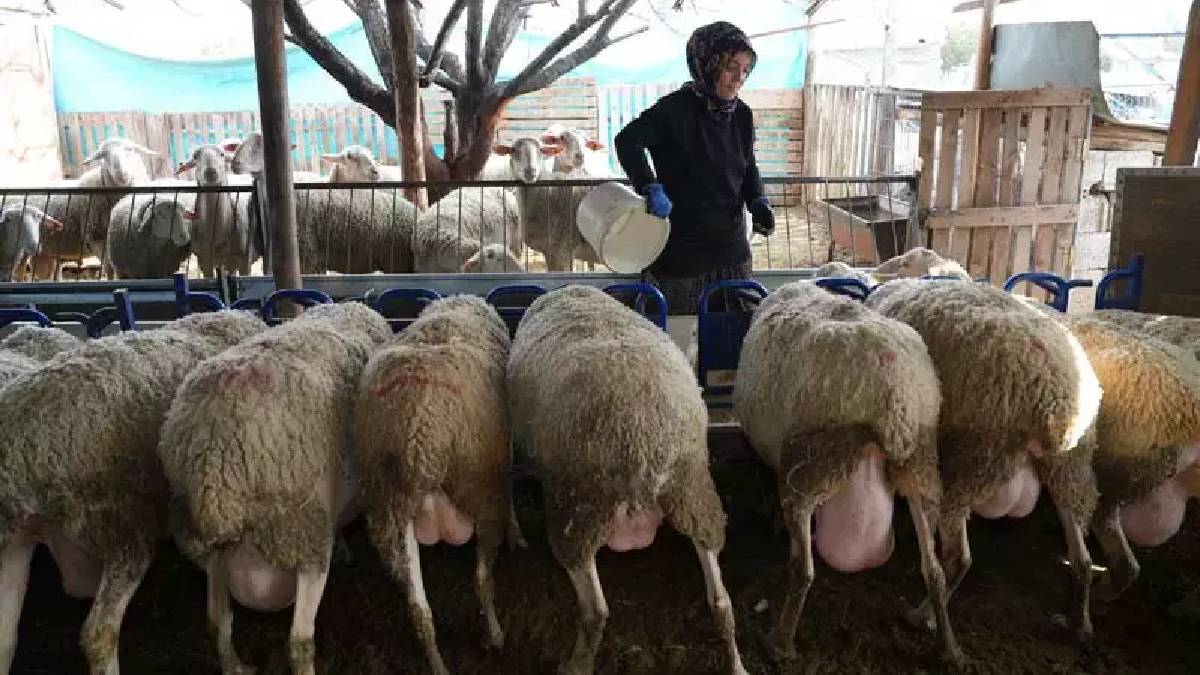 3 koyunla başlayan üretim serüveni: Süt ürünleri üretimi ve arıcılığı da el attı