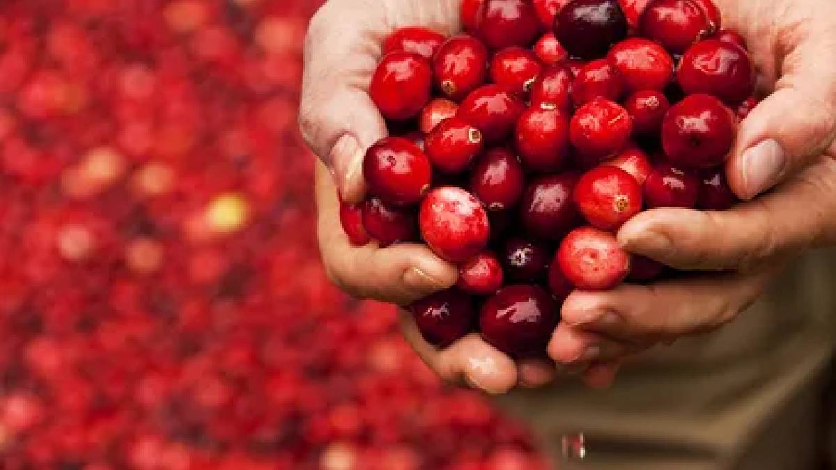 Bu 5 besini sofranızdan eksik etmeyin: Ne iltihap kalıyor, ne hastalık!