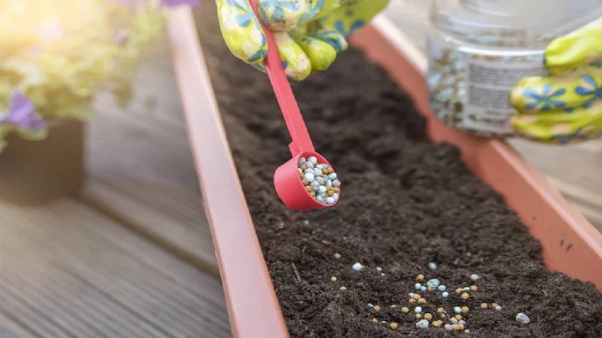 Kaktüsleriniz bile çiçek açacak! Toprağına bir parça eklemeniz yeterli: İşte çiçek coşturan en güzel tüyo…