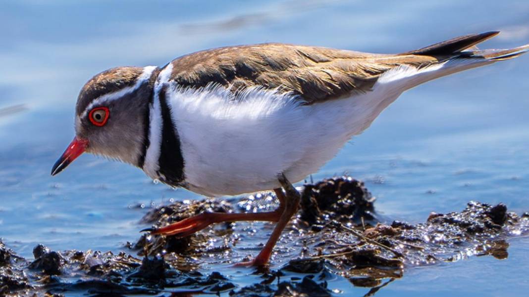Türkiye'de bir ilk: Gaziantep'te takkeli cılıbıt kuşu