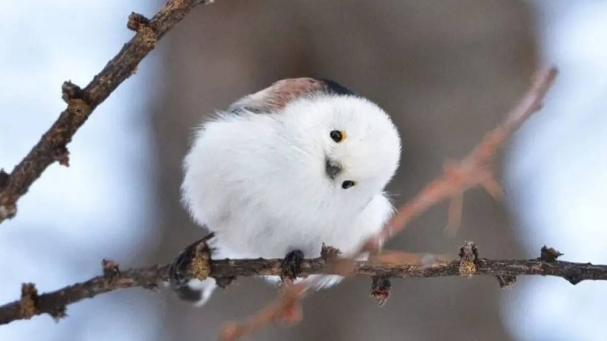 Doğanın beyaz mucizesi: Japon kar perisi internet dünyasını büyülüyor!