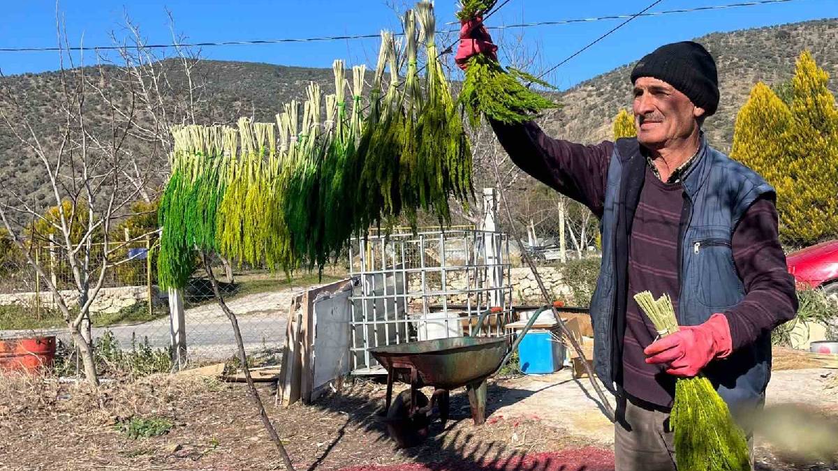 Hem kokusuyla hem görüntüsüyle mest ediyor! Yazın uyuyor, kışın coşuyor! Hasadı devam ediyor