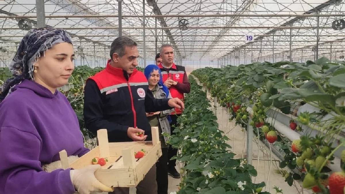 Türkiye’de üretimde ikinci sırada yer alıyor! Aydın’da hasadı başladı: Yazın en sevileni tezgahları süsleyecek