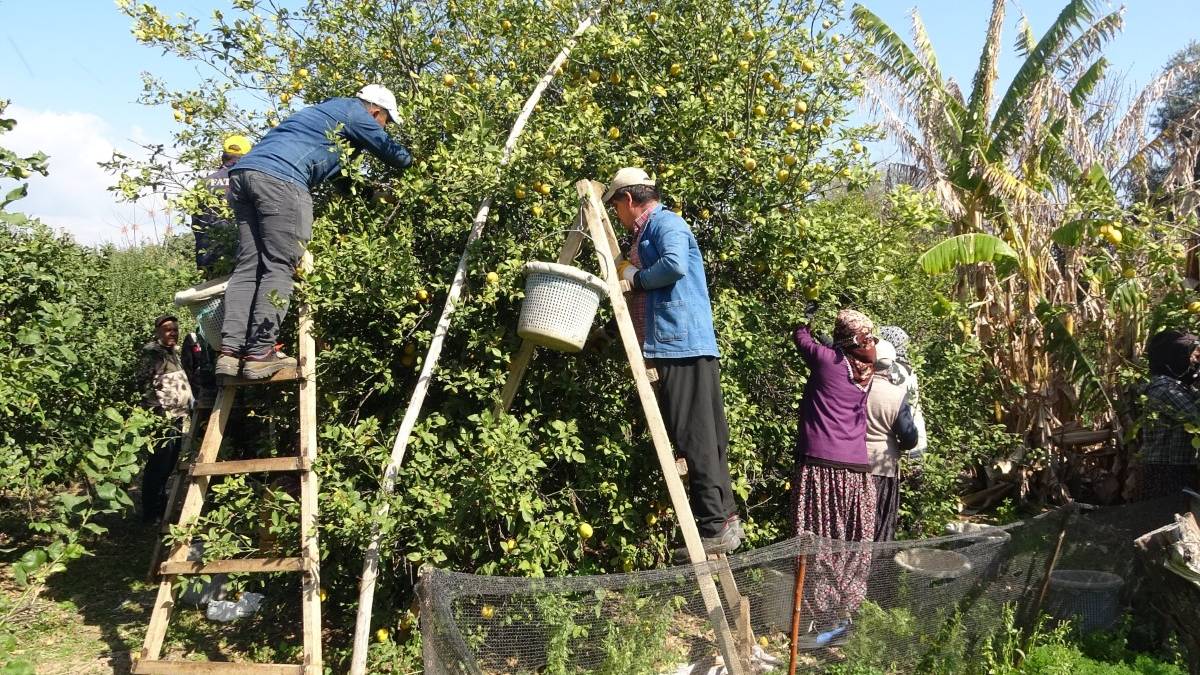 Hasatta ayrı tesiste ayrı mesai: 2025’te 10 TL olan fiyat bu yıl 50 TL’ye çıktı