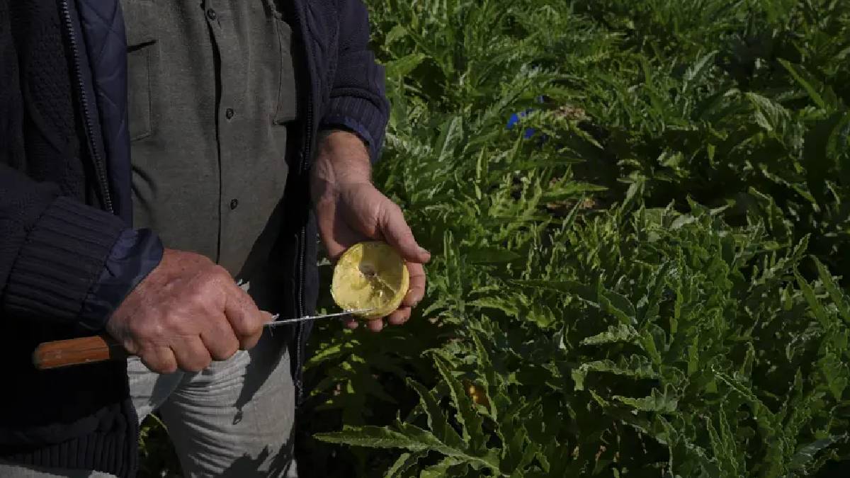 Yıllık hasat 11.000 tonu buluyor: Yağışlar tescilli üründe verimi artırdı