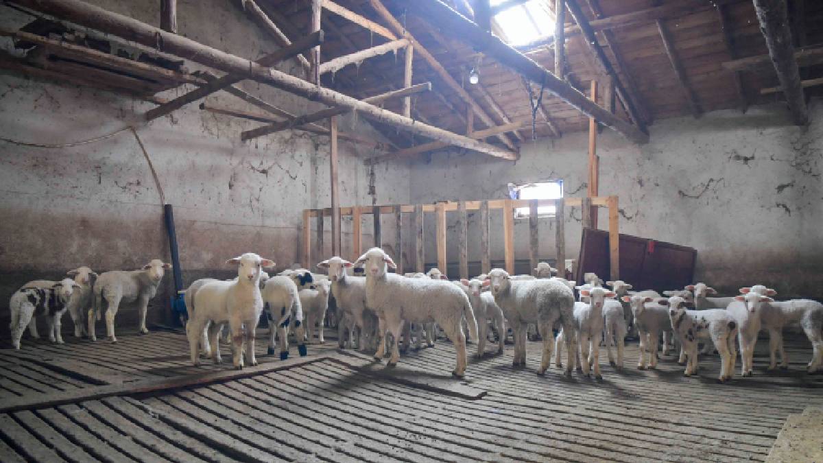 O ilimizde bir ilke daha imza atıldı: Üreticilerin veteriner giderlerinin bir kısmı Ankara Büyükşehir tarafından karşılanacak