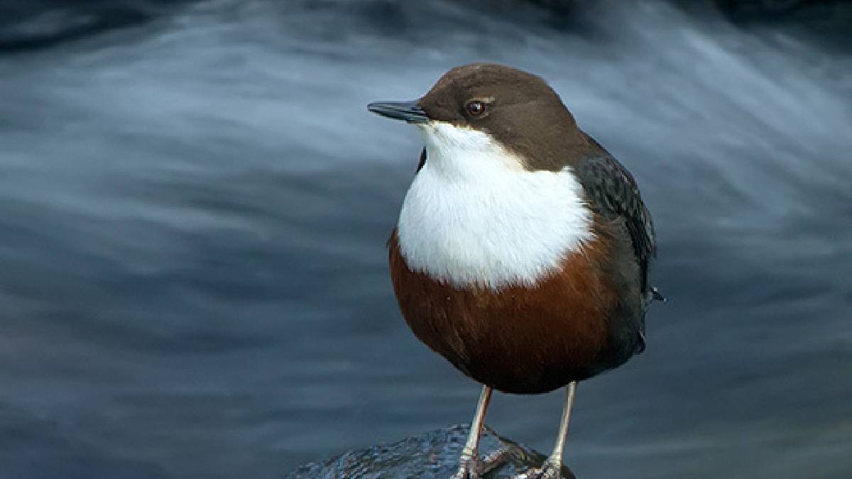 Doğanın kurallarını bozan tek ötücü tür! Hepsi sudan kaçar o suya koşar