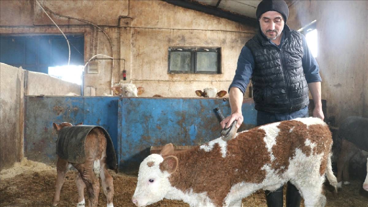 Devletten %50 hibe aldı: 10 yıldır 140 büyükbaş bakımını özenle yapıyor