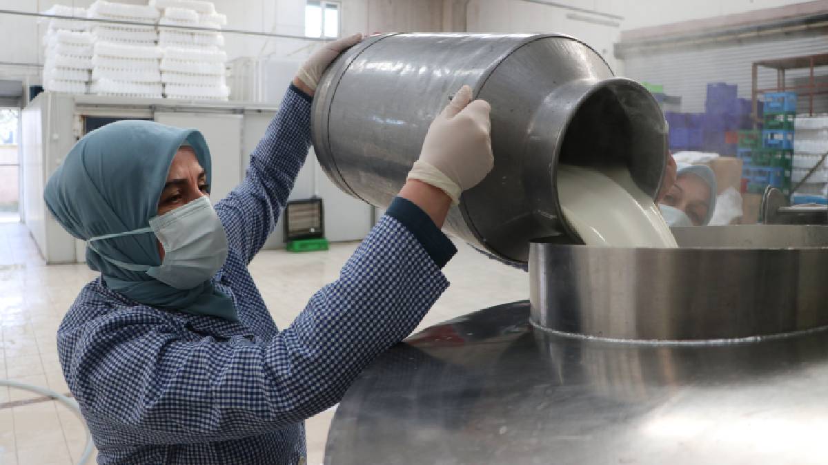9 kadından günlük 7 ton üretim: Sütten çeşit çeşit lezzet elde ediyorlar