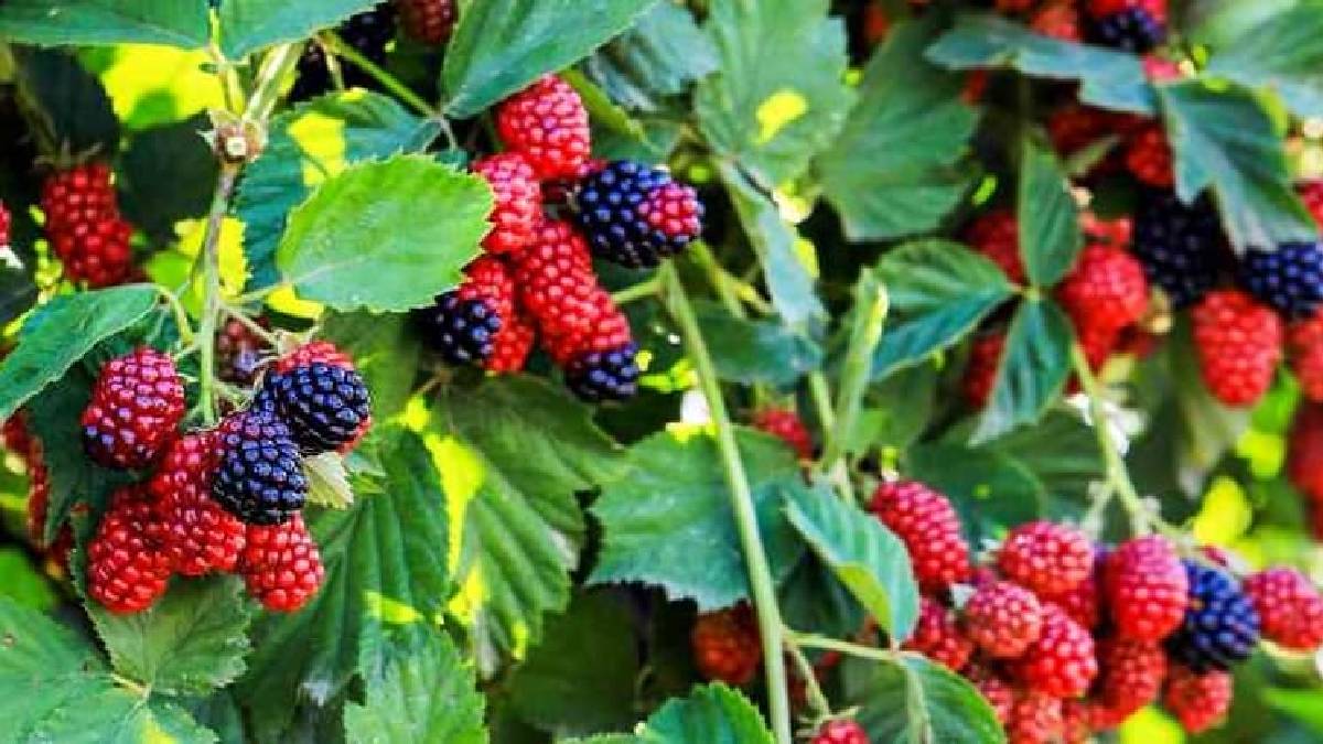 Kendi kendine yetişiyor, dikenleri can yakıyor! Tek tek dalından toplanıyor, 300 gramı 400 TL’den satılıyor