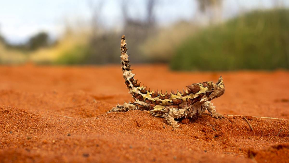 Su içmeden hayatta kalıyor, herkesi şaşırtıyor! Çölün mucizesi: "dikenli ejderha"