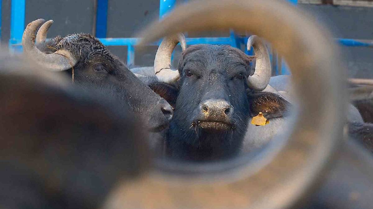 Türkiye’nin verimli yeni manda ırkı: Yılda 2.000 litre süt veriyor