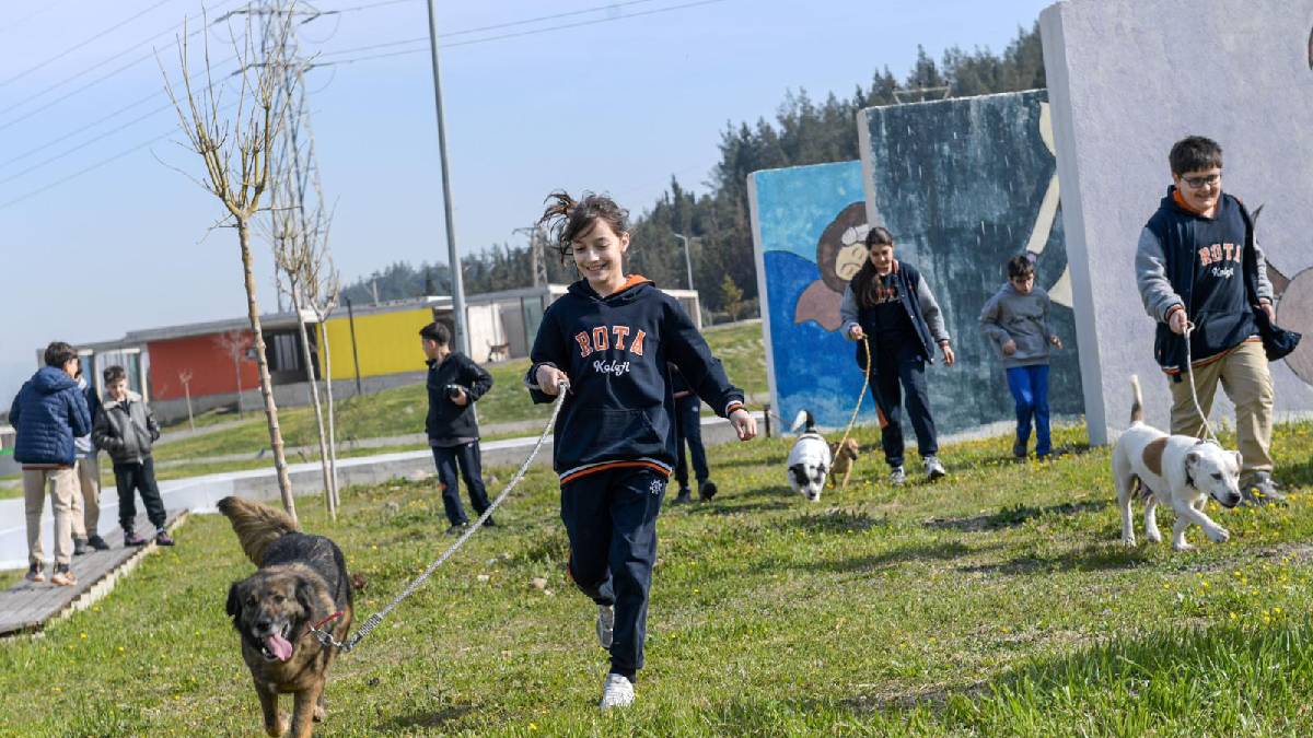 “Satın alma, sahiplen” çağrısı: İzmir’de 2 bin 300 patili yuva bekliyor