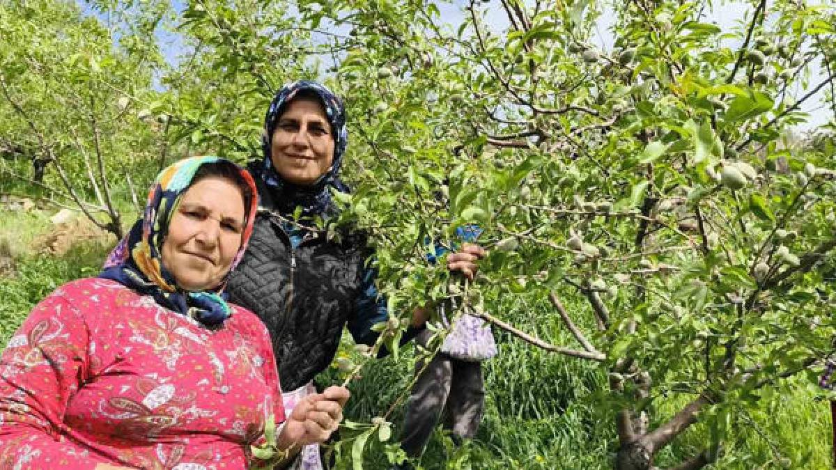 Turfanda çağla hasadı erkenden başladı: Kilosu 150 TL!