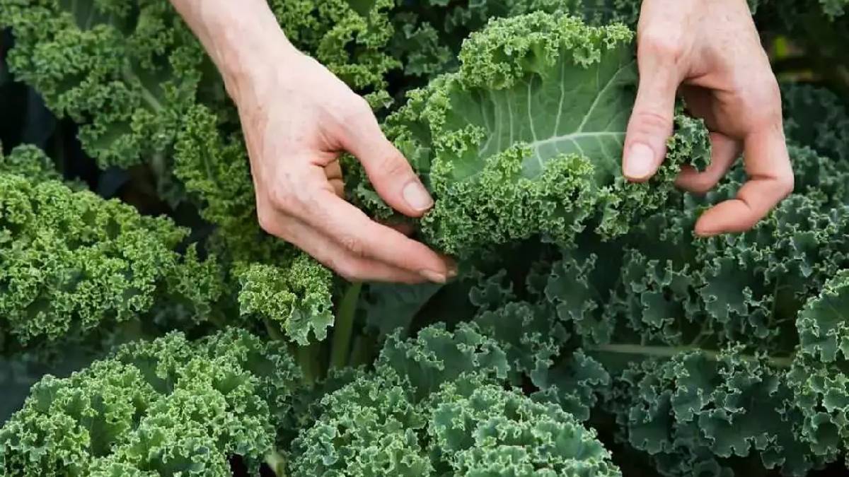 Türkiye’de kimse evine almıyor! Dünyanın en faydalı sebzesi belli oldu: Kimse onsuz dönmeyecek