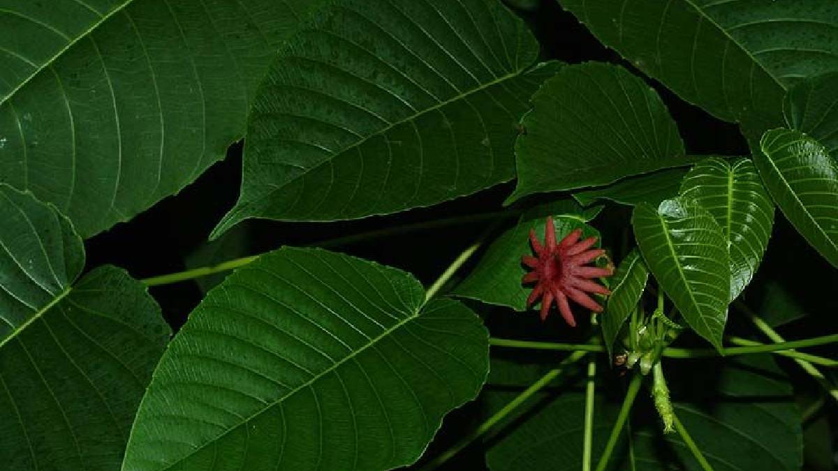 Doğanın canlı bombası: Hura Crepıtans! Meyveleri el bombası gibi patlıyor, dokunanı yakıyor