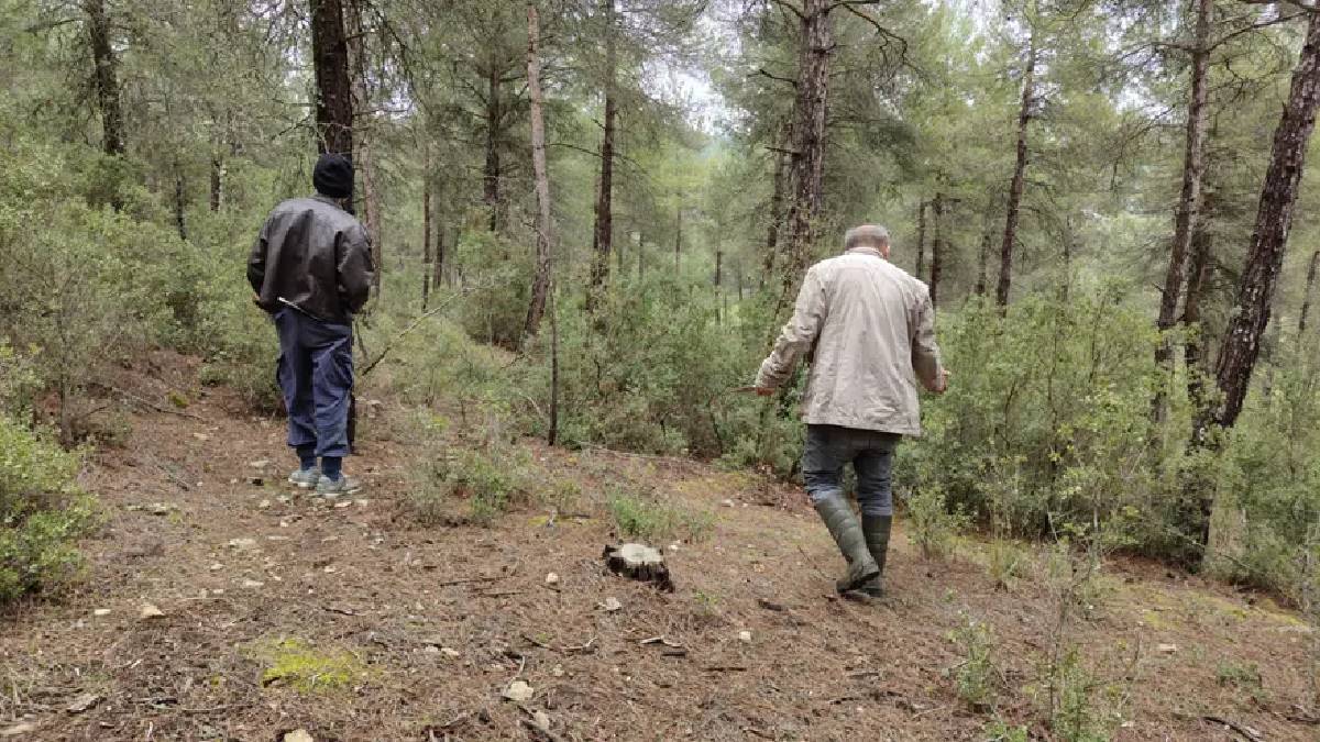 1600 metre rakıma kadar yetişebiliyor: Tek tek arayıp topluyor, hazine bulmuş gibi seviniyorlar