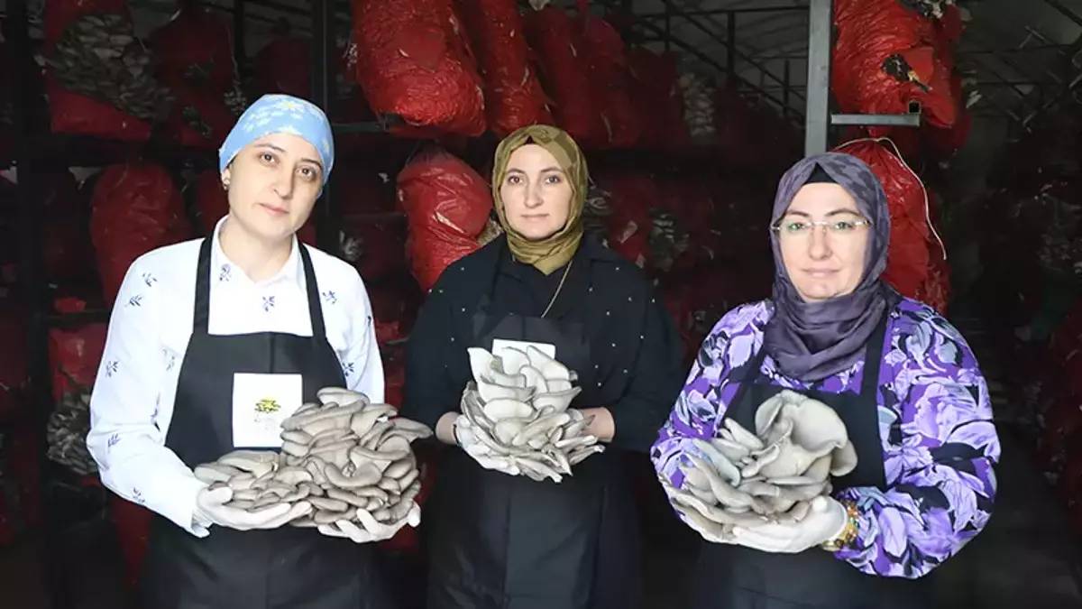Samsun’da yetişiyor, yılda 60 ton toplanıyor! 3 kadın el ele verdi, kurutup yurt dışına gönderecek
