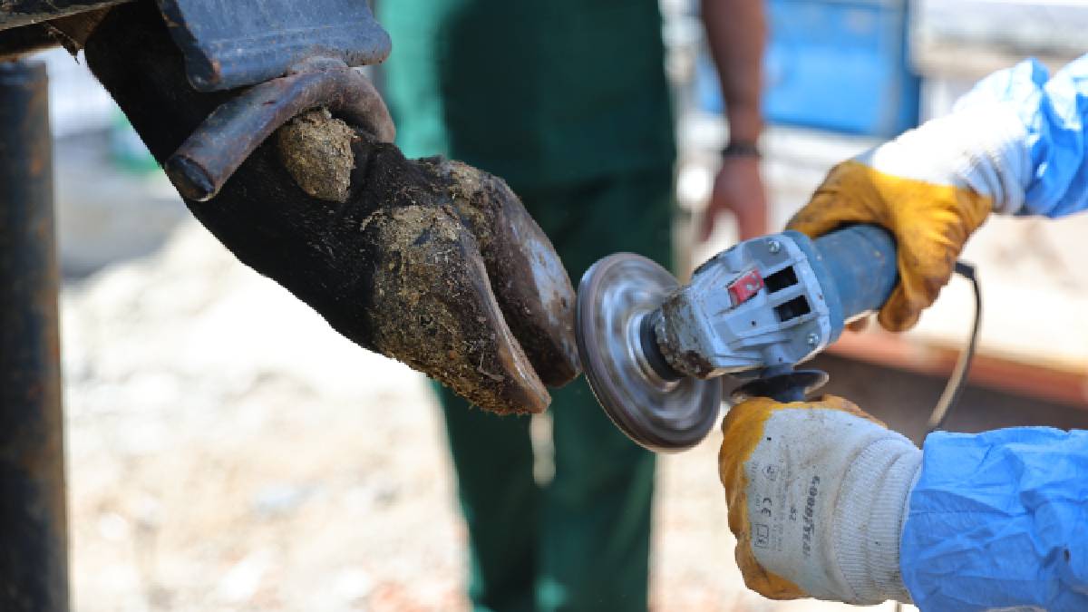 Büyükşehir’den Gündoğmuşlu üreticilere tırnak bakım desteği