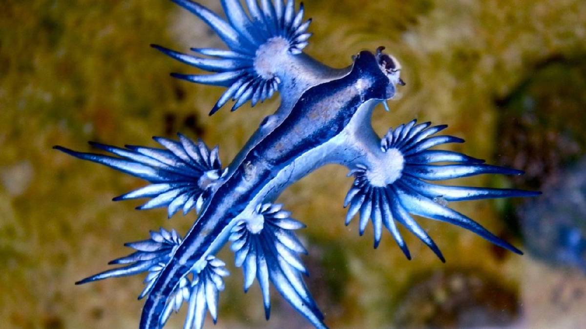 Okyanusun gizemli savaşçısı: Pokémon değil, tamamen gerçek bir "mavi ejderha"!