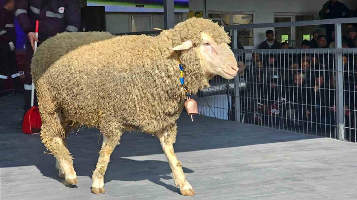 Damızlık koç rekor fiyatla açık artırmaya çıktı: 1 milyon 110 bin liraya satıldı