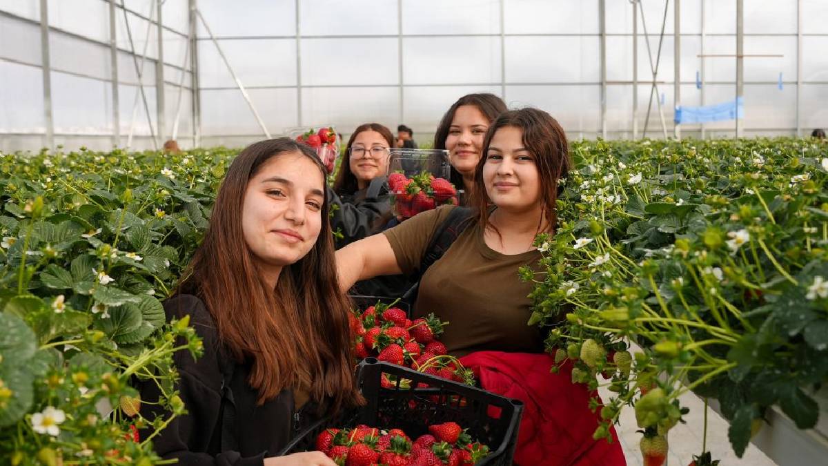 2.165 metrekarede 30 bin kökten üretiliyor: İlk hasat yapıldı