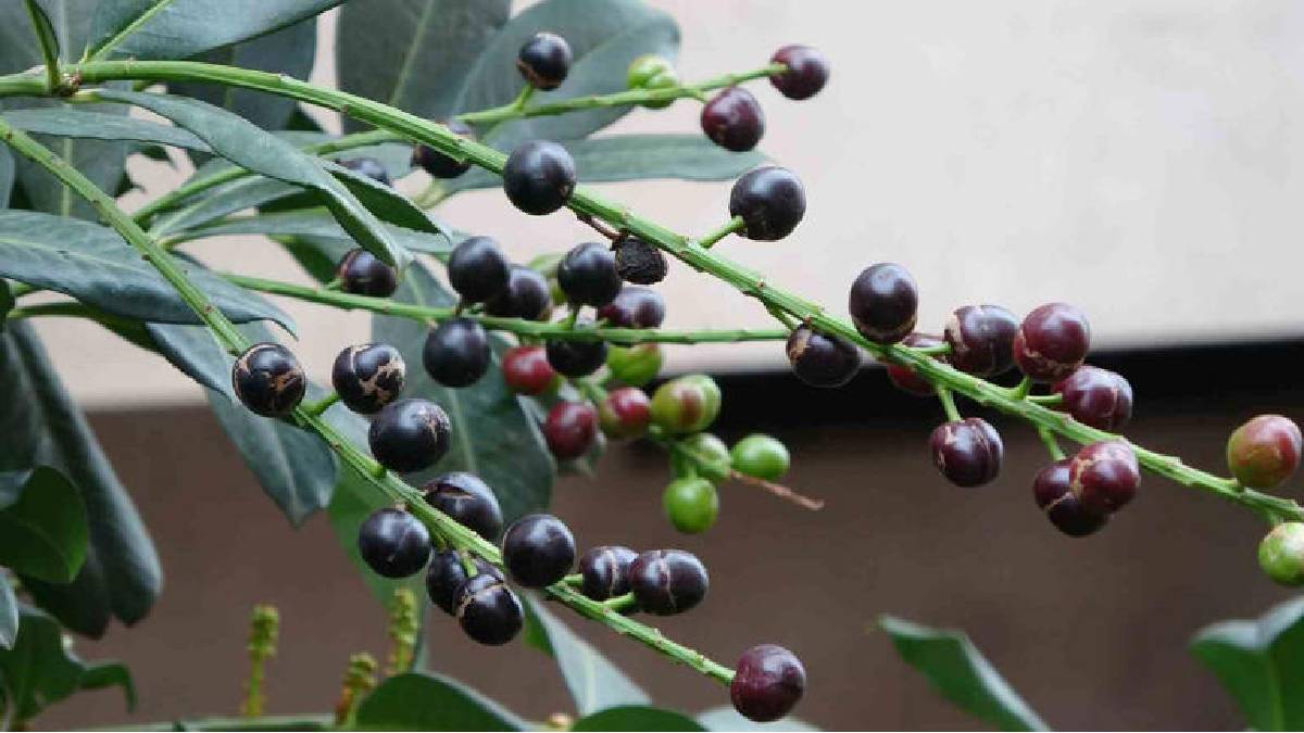 Mevsiminden 3 ay erken meyve verdi: Tadının güzelliği daha da şaşırttı