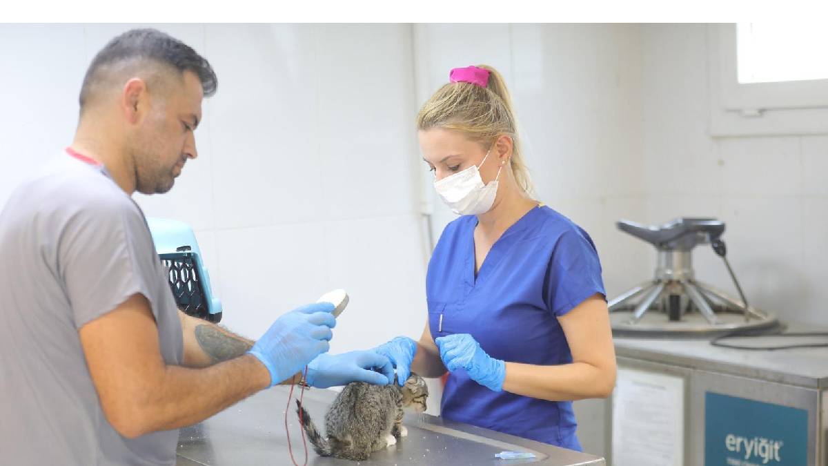 Bayraklı’daki hayvan bakımevinde kapsamlı yenileme