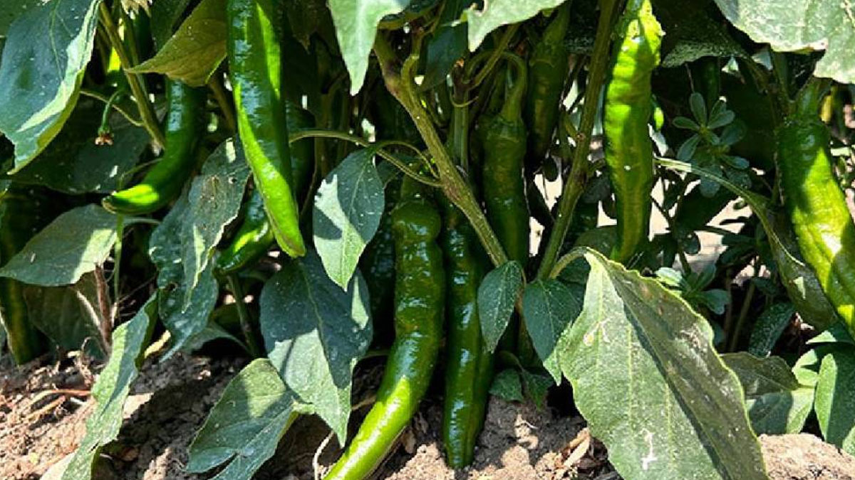 Halde ucuz, rafta pahalı: Ticaret Bakanlığı’ndan fahiş fiyata milyonluk ceza